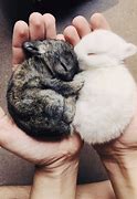 Image result for Sleeping Bunny Funny