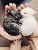 Image result for Cute Baby Animals Sleeping Funny