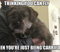 Image result for Flying Dog Meme