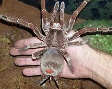 Image result for Giant Bird Eating Spider