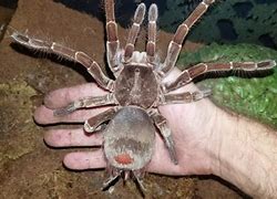 Image result for Biggest Goliath Bird Eating Spider
