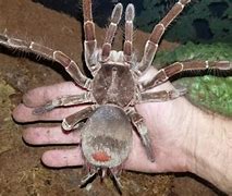 Image result for The Biggest Spider Goliath Birdeater