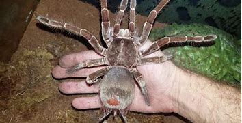 Image result for goliath bird eater spiders