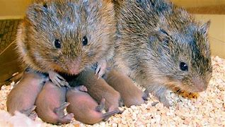 Image result for Prairie Vole