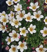 Image result for Saxifraga Peach Blossom