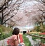 Image result for Cherry Blossom Over a Streaming in Tsuzuki Ward Yokohama Japanese