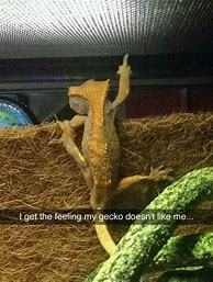 Image result for Running Lizard Meme