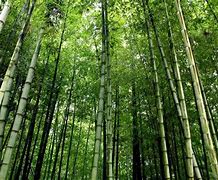 Image result for Bamboo Tree Growth