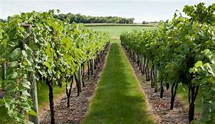 Image result for Planting Grapevines