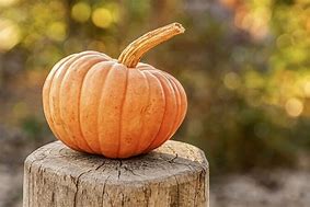 Image result for Pumpkin