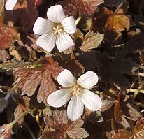 Image result for Geranium sessiliflorum Sanne (r)