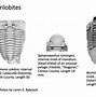 Image result for Common Fossils