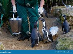 Image result for Zookeeper Stock Image