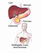 Image result for How Big Is Gallbladder