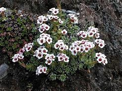 Image result for Saxifraga (A) Fire Dragon