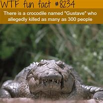 Image result for Crocodile WTF Fun Facts