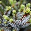 Picea omorika Berliner Weeper WB के लिए छवि परिणाम