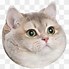 Image result for Sad Cat Meme Pizza