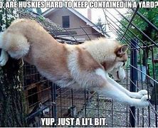 Image result for Happy Leap Day Funny Husky Meme