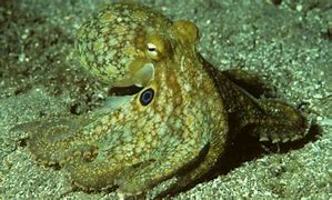 Image result for Flat Octopus