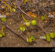 Image result for Manchineel Plant