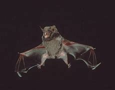Image result for Australian Wolf Bat