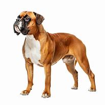 Image result for Mad Boxer Dog