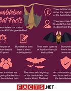 Image result for Bumblebee Bat Predators
