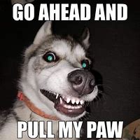 Image result for Husky Broken Meme