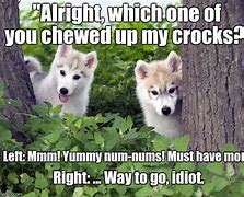 Image result for Musky Husky Meme