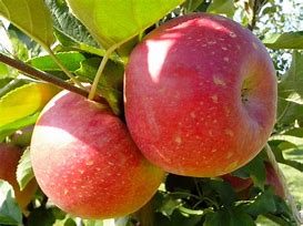 Image result for Red Prince Apple