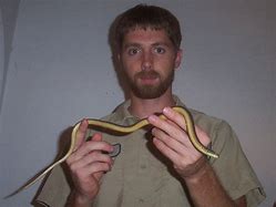 Image result for Images Florida Lizards