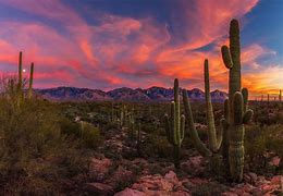 Image result for Desert Valley Cactus Sunset