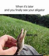Image result for Alligator Meme