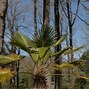 Image result for Spiky Plants