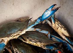 Image result for Chesapeake Blue Crab