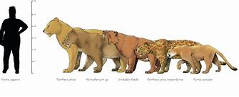 Image result for World's Biggest Cat Liger