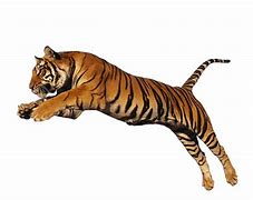 Image result for Tiger PNG Pic Man