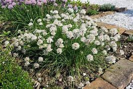 Image result for Allium schoenoprasum Album