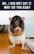 Image result for Cute Rat Memes