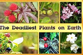 Image result for Most Poisonous Plant in the World