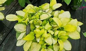 Image result for Hosta Fan Dance