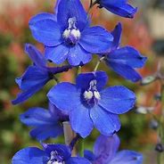 Image result for Delphinium belladonna Schneewittchen