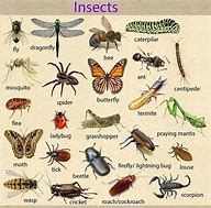 Image result for Cricket Insect in Tagalog