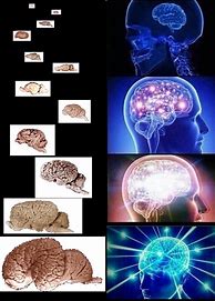 Image result for Expanding Brain Meme Format
