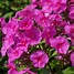 Image result for Phlox amplifolia Winnetou