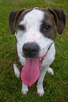 Image result for Show-Me Dog's Tongue