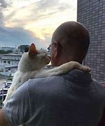 Image result for Dad's Kitty Cat