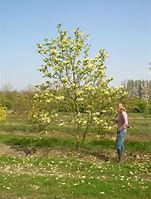 Image result for Magnolia Yellow River