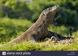 Image result for Largest Komodo Dragon